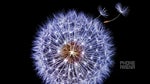 Here's all the official Galaxy S9/S9+ wallpapers in QHD+ resolutions!