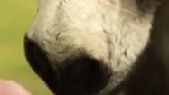 Google Translator for Animals