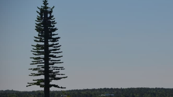 Canadian carrier disguises cell tower as very tall pine tree