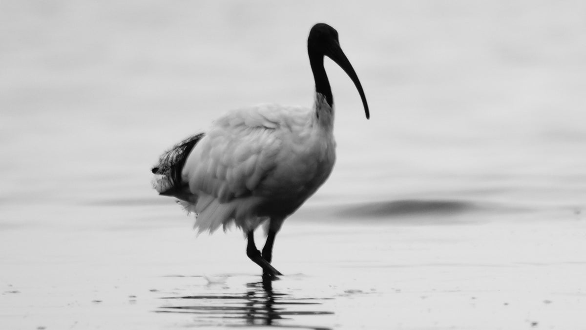 Look what the stork brought! Charity racks up $2700 phone bill for a bird tracker