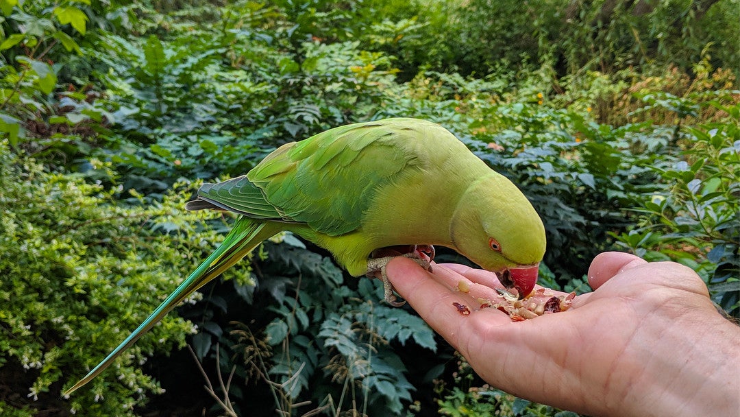 Google's Pixel 3 XL first camera samples leak out, make lone cameras great again