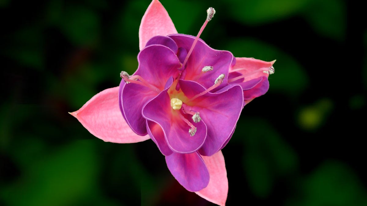 Google's Fuchsia OS will likely support Android apps whenever it materializes