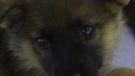 Cute puppy is no match for the Nokia 7705 Twist in this commercial spot
