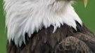 Texas Instruments first to license Eagle - the new mobile CPU architecture from ARM