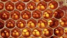 Android Honeycomb might be Gingerbread's successor, will be marked 3.x