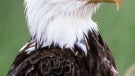 The new "Eagle" ARM chipset will be making it easier to change smartphone operating systems as it fits
