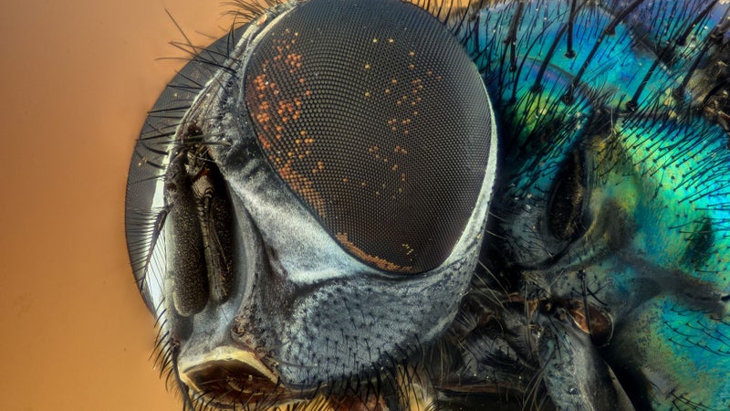 Poll: Do you use the macro camera on your phone?