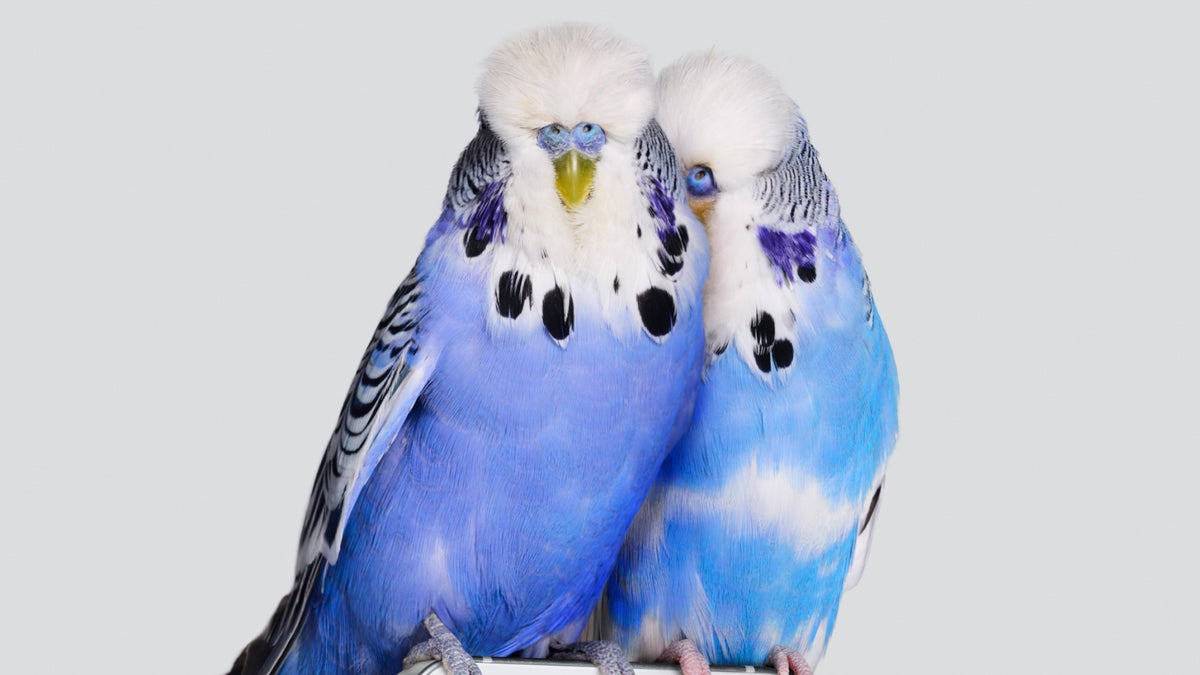 The top of the Nothing Phone (1) appears alongside two curious parrots in a new teaser
