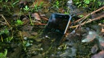 Vote now: How important is water resistance to you in a phone?