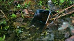 Vote now: How important is water resistance to you in a phone?