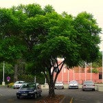 Cell phone and Wi-Fi networks affecting trees in urban areas, study finds