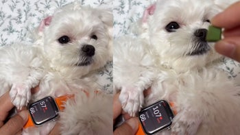 Pawsitively engaging: Apple Watch measures a dog's pulse in Om-noms per second