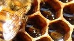 All current Android devices could be shut out from Honeycomb build