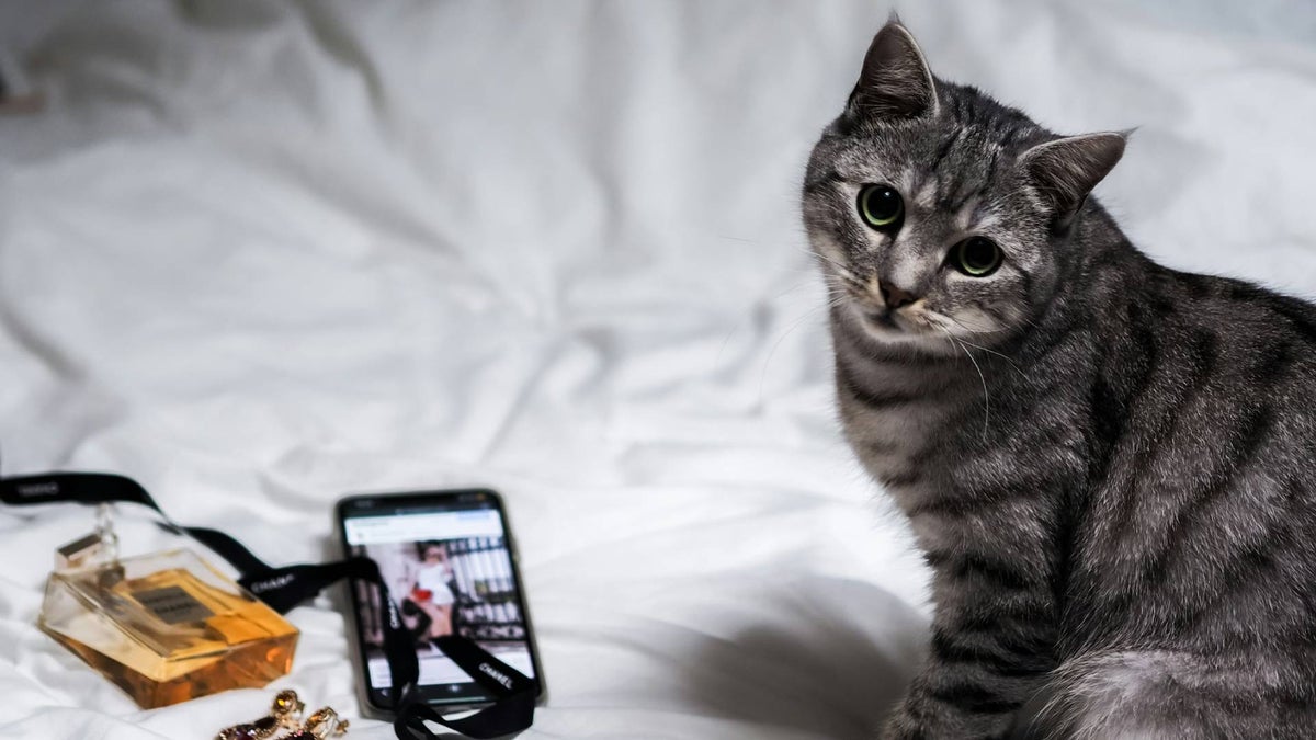 There's an AI app that detects pain in cats: it's big in Japan