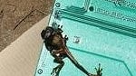 Frog is determined to be the cause for Telstra's service disruption