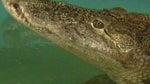 Aquarium croc gets the blues after swallowing a visitor's cell phone