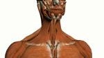 Google Body is the Google Maps of human anatomy