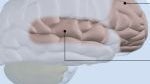 New study shows changes in brain activity near cellphone antennae