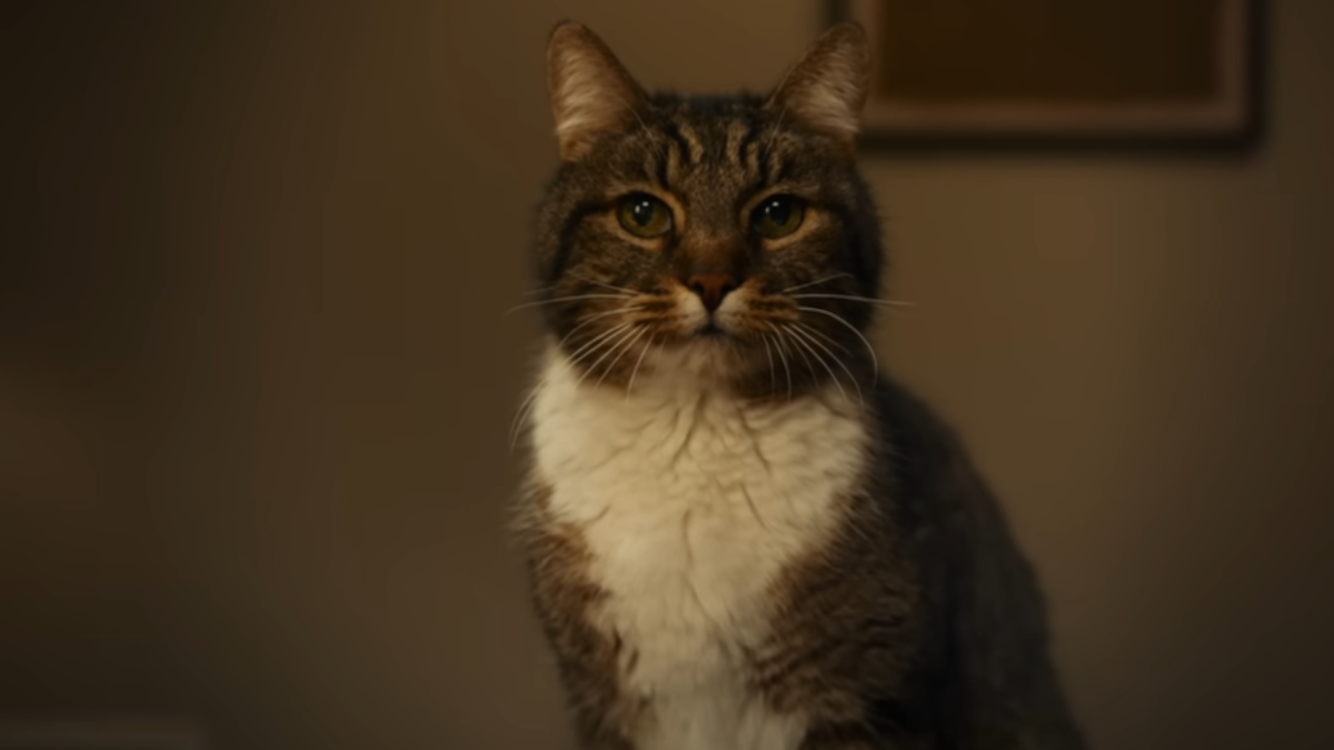 A cat is posing for a picture,.