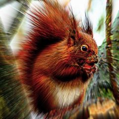 Scotland uses SMS crowdsourcing to track squirrel populations