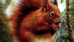Scotland uses SMS crowdsourcing to track squirrel populations