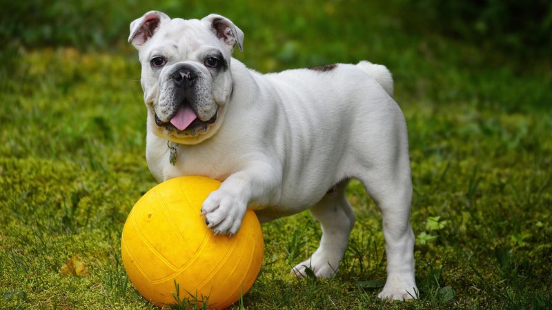 Galaxy phones can now tell if your dog is okay