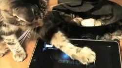 Friskies launches three tablet games... for cats