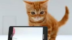 AT&T resorts to a cute kitten for Samsung Infuse 4G ads: "colors so realistic, it's almost unreal"