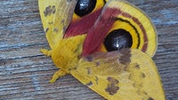 Cool images, taken with your cell phone #12