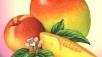 Microsoft is planning to launch Windows Phone Mango in Taiwan on September 16th