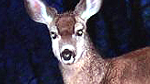 T-Mobile HTC Amaze 4G caught like a deer in headlights
