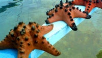 Cool images, taken with your cell phone #17