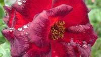 Cool images, taken with your cell phone #19