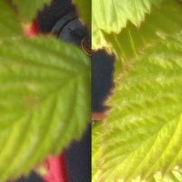 Nokia's EDoF camera gets better: in-focus macro shots are now a reality