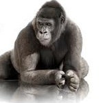 Corning reduces sales forecats for Gorilla Glass due to weak sales from non-iPad tablets