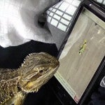 Lizard shows off "Ant Crusher" chops on an Android tablet