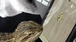 Lizard shows off "Ant Crusher" chops on Android tablet
