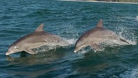 Cool images, taken with your cell phone #28