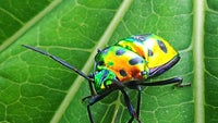 Cool images, taken with your cell phone #31