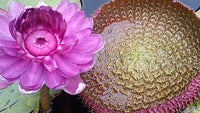 Cool images, taken with your cell phone #32