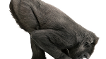 Gorilla Glass 2 to be in devices starting April or May
