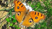 Cool images, taken with your cell phone #35