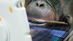 Orangutans to use iPads, video chat thanks to Apps for Apes project