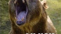 Texting man meets bear, lives to tweet about it