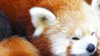 Mozilla to standardize Firefox UI across all platforms