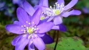 Nokia 808 PureView video captures the beauty of Finnish spring
