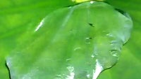 Nokia says its future Lumia devices will have waterproof tech inspired by lotus leaves