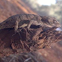 Cool images, taken with your cell phone #42