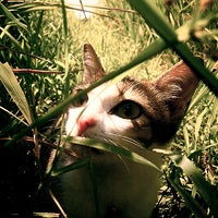 Cool images, taken with your cell phone #43