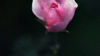 Glaze is a $2.99 app that turns your photographs into paintings